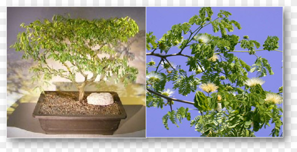 The Flowering Brazilian Raintree Bonsai Tree Has Delicate Sageretia Theezans, Plant, Potted Plant, Flower, Leaf Free Transparent Png