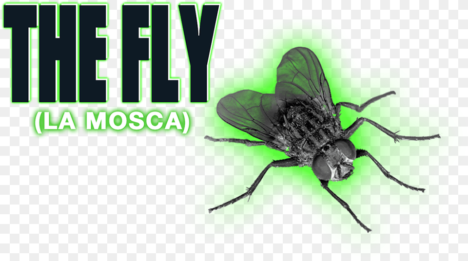 The Fly Image Fly With No Background, Animal, Insect, Invertebrate, Green Png
