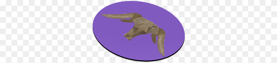 The Flying Elephant Round Mousepad Alligator, Animal, Bird, Buzzard, Hawk Free Png Download