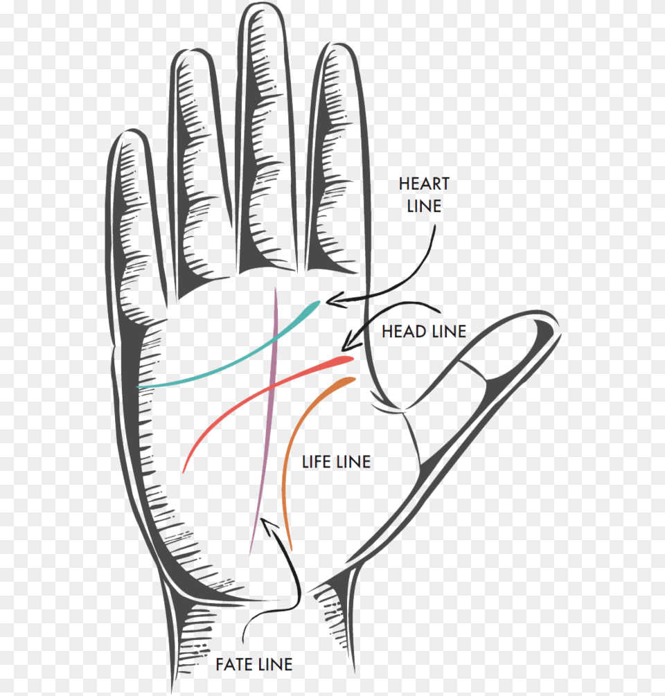 The Four Major Lines Life Lines On Hand, Clothing, Glove, Baseball, Baseball Glove Free Transparent Png