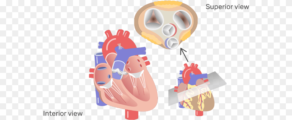The Four Valves Of The Heart Animation Slide Transparent Human Heart Valves, Dynamite, Weapon, Tape Free Png