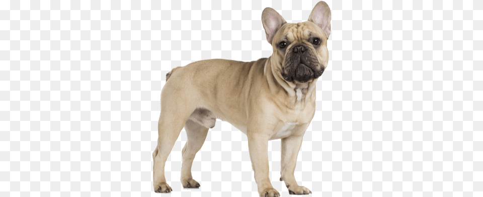 The French Bulldog Is A Small Hefty Breed French Bulldog File, Animal, Canine, Dog, French Bulldog Free Png