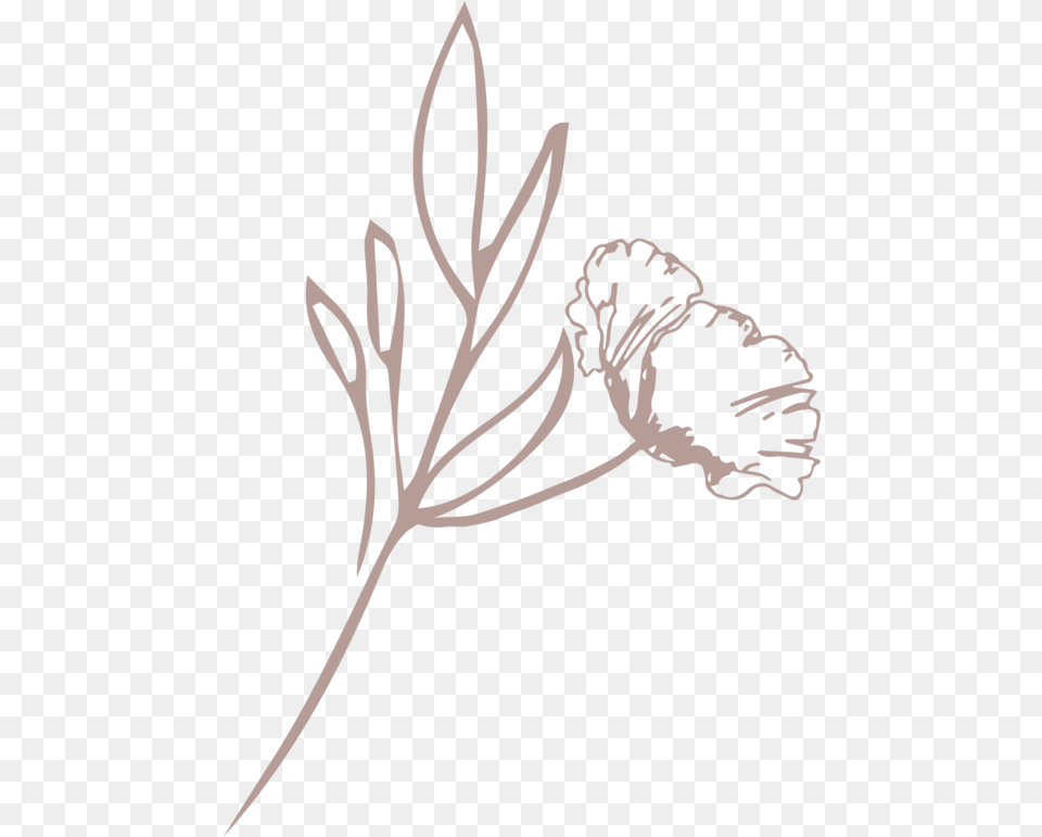 The Fresh Bloom Floral Mark Blush Illustration, Flower, Plant, Stencil, Person Free Transparent Png