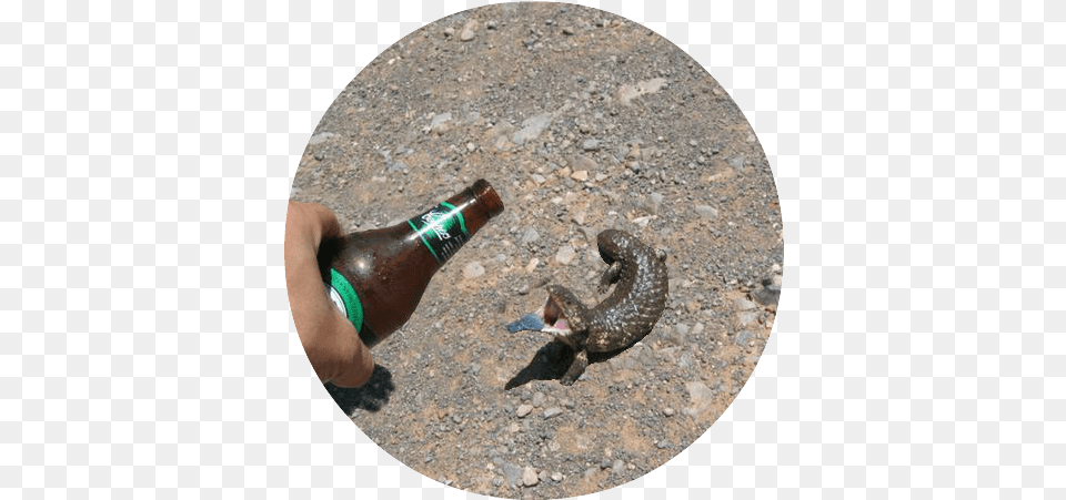 The Friday Lizard Collection Whats Up You Meme Loving, Alcohol, Beer, Beverage, Bottle Free Png Download