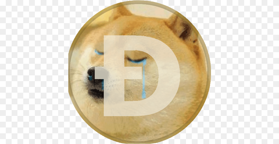 The Front, Animal, Canine, Dog, Husky Png