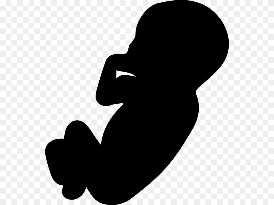 The Fruit The Embryo Pregnancy Pregnant Mother Embriyo, People, Person, Silhouette Free Png Download