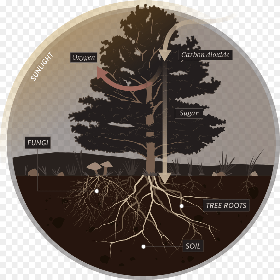The Fungus Among Us Tree Root Mycorrhiza Full Size Mushrooms Soil, Plant, Disk, Outdoors, Dvd Free Png Download