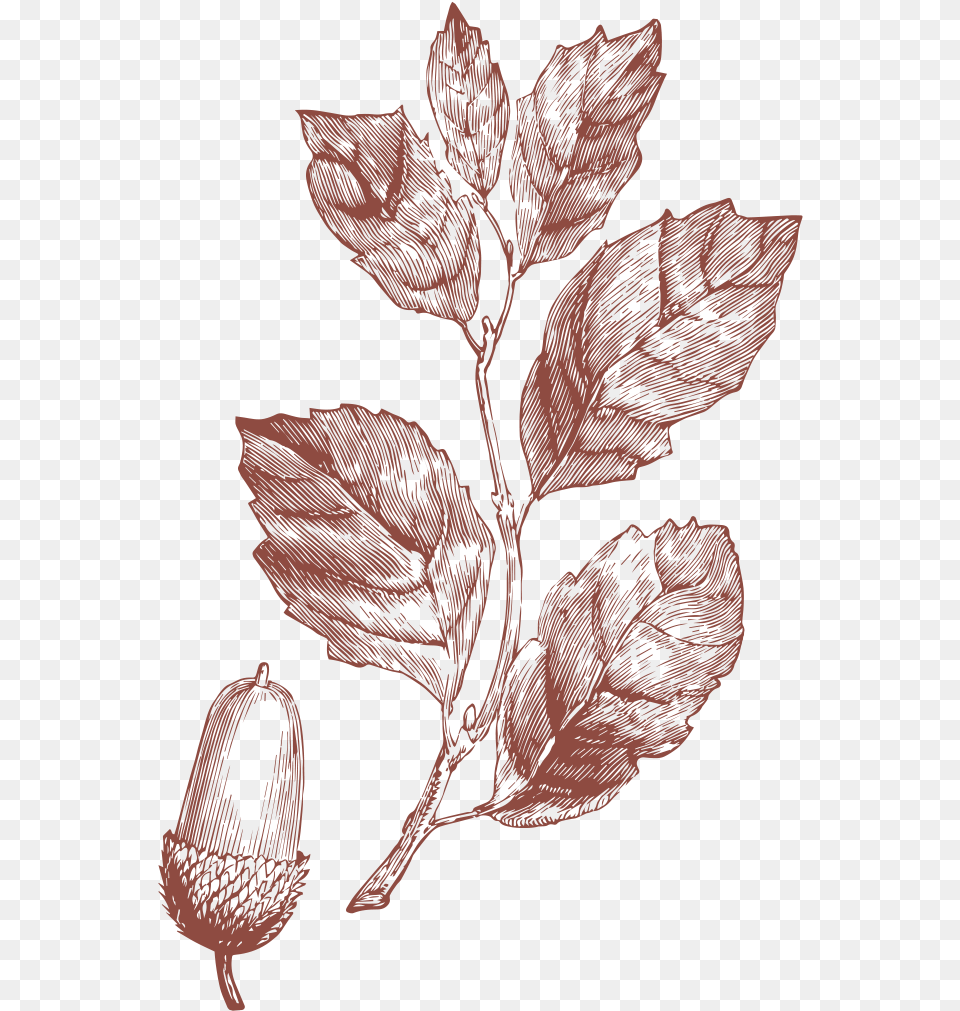 The Future Of Nature Sketch, Plant, Leaf, Vegetable, Produce Free Png Download