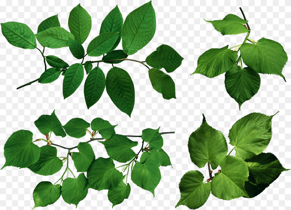 The Gallery For Gt Ivy Vine Vetka S Listyami Klipart, Green, Leaf, Plant, Tree Png Image