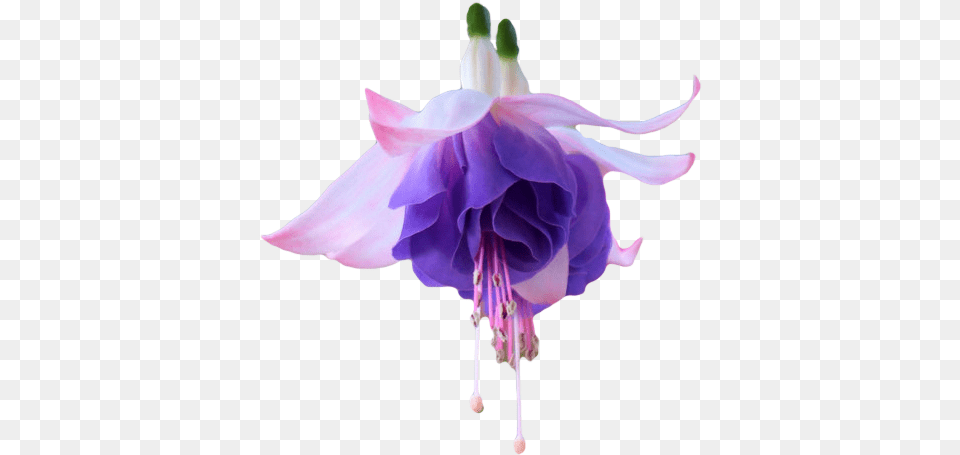 The Gallery For Gt Transparent Tumblr Collage Stickers Fuchsia Flower Transparent, Anther, Petal, Plant, Purple Png Image