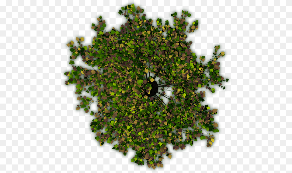 The Gallery For Shrub Plan Tree Eucalyptus Tree From Top, Plant, Vegetation, Green, Pattern Free Transparent Png