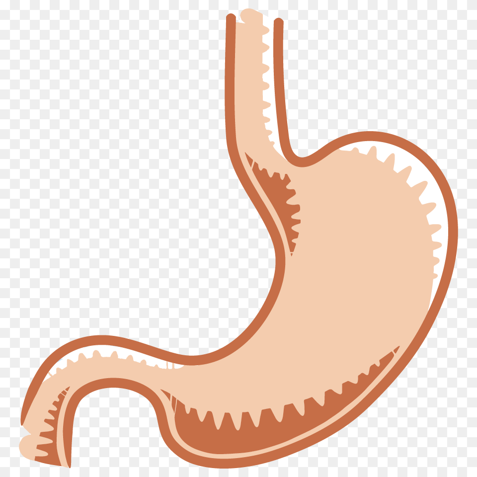 The Gastrointestinal System Tutorials Draw It To Know It, Body Part, Stomach, Smoke Pipe Png Image