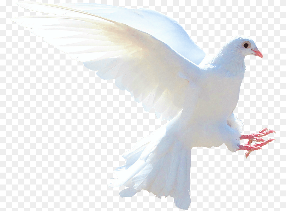 The Gift Of The Holy Spirit Holy Spirit Transparent, Animal, Bird, Dove, Pigeon Free Png Download