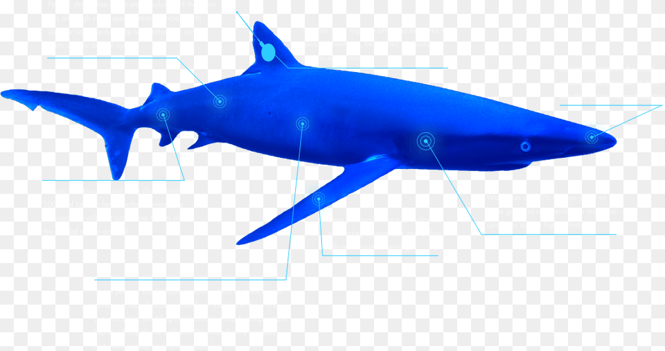 The Global Shark Movement Project Great White Shark, Animal, Fish, Sea Life Free Transparent Png