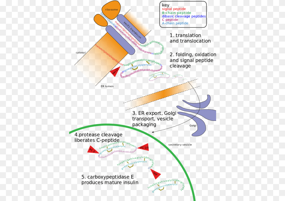 The Golgi Apparatus Modifies The Protein By Binding Post Translational Modification Diagram, Blackboard, Text Free Png Download