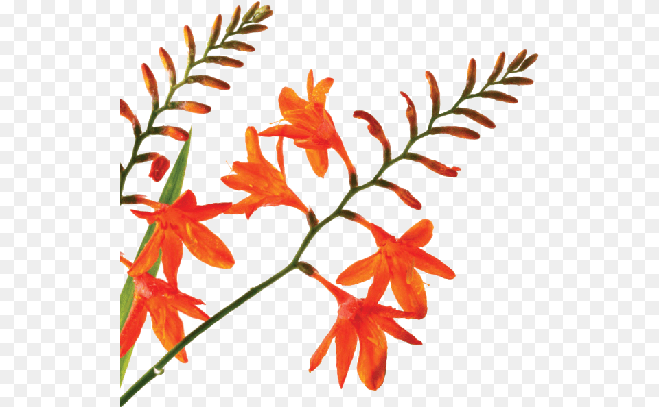 The Grace O Malley Foundation Logo Epidendrum, Flower, Plant, Acanthaceae, Petal Free Transparent Png