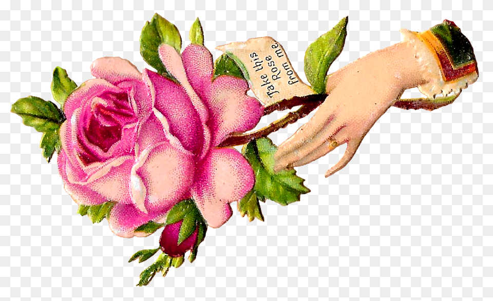 The Graphics Monarch, Rose, Plant, Flower, Flower Arrangement Free Png