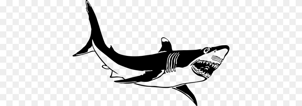 The Great White Shark Vector Drawing, Gray Free Transparent Png