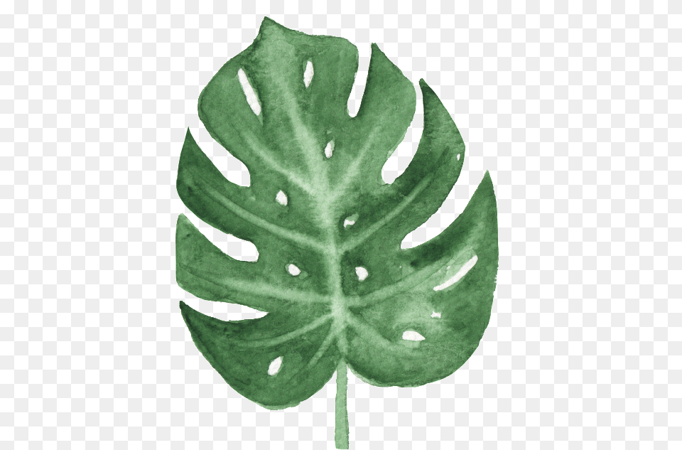 The Green Banana Leaf Watercolor Monstera Watercolor, Plant Free Transparent Png