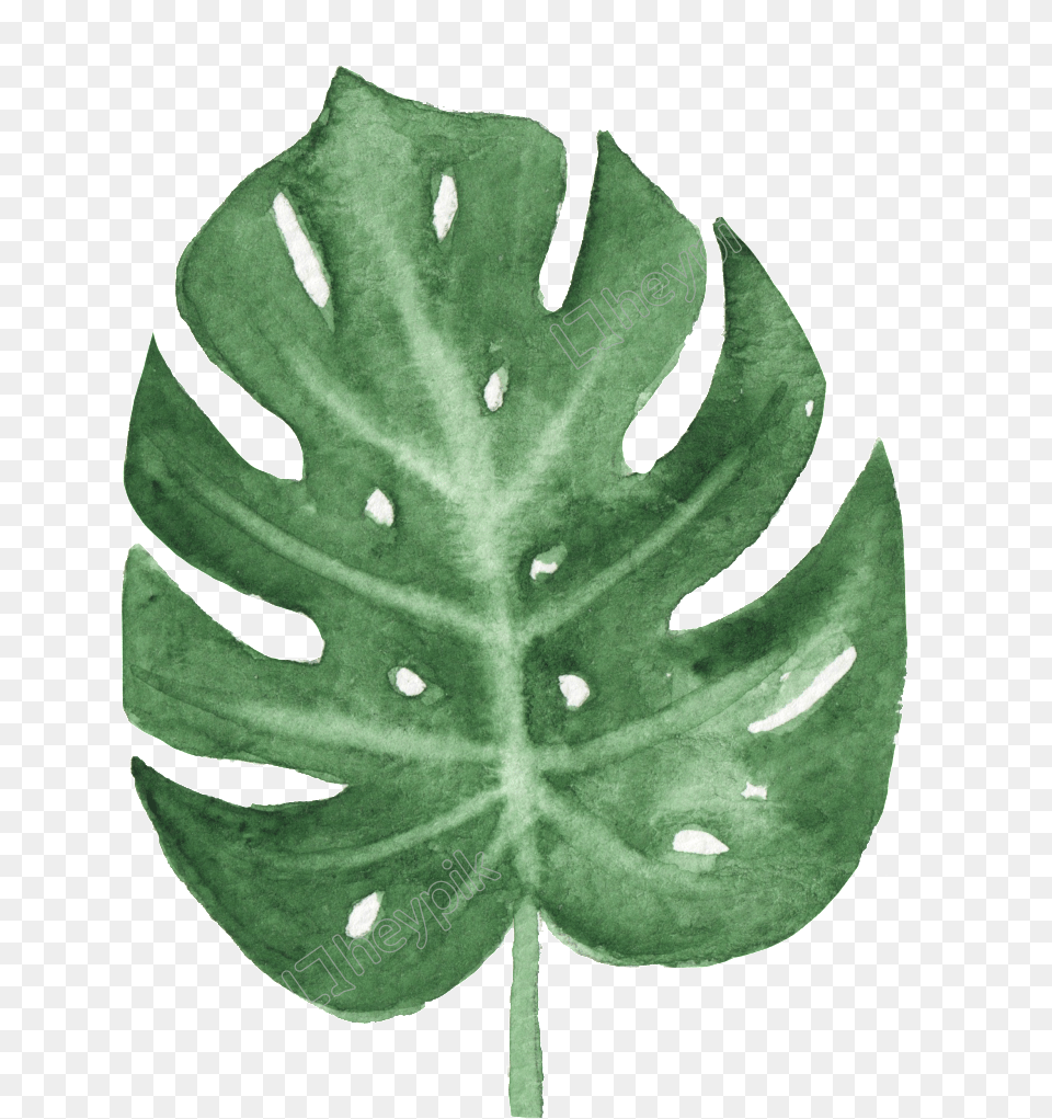 The Green Leaf Watercolor, Plant, Accessories Png Image