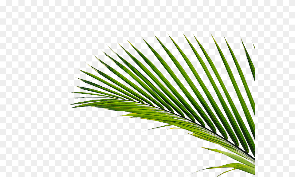 The Green Way, Leaf, Palm Tree, Plant, Tree Png