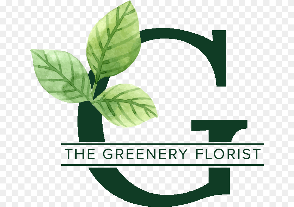 The Greenery Florist, Green, Herbal, Herbs, Leaf Free Png Download