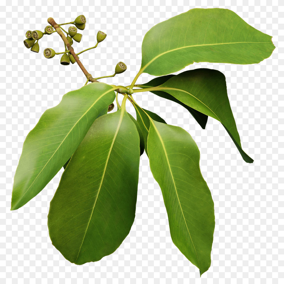 The Grove, Annonaceae, Leaf, Plant, Tree Png