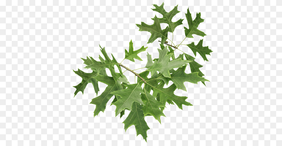 The Grove Release, Leaf, Maple, Plant, Tree Free Png