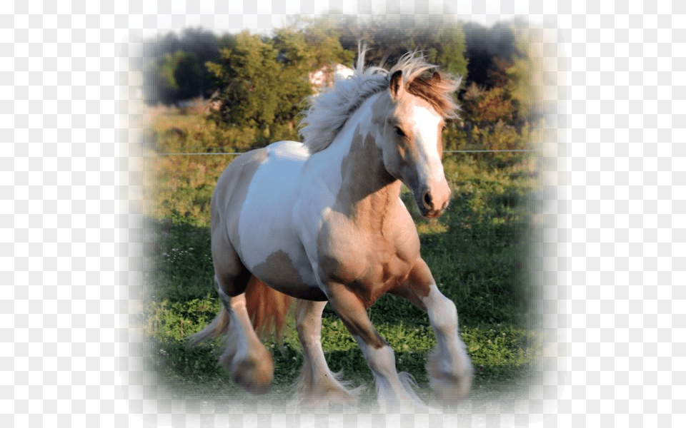 The Gypsy Vanners Of Northern Lights Ranch Are A Combination Stallion, Animal, Mammal, Horse, Colt Horse Free Transparent Png