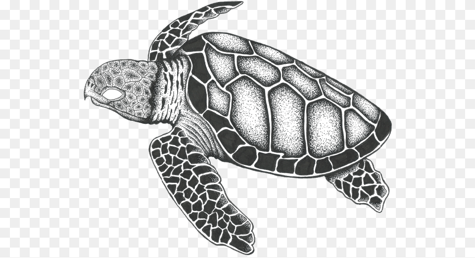 The Hawksbill Sea Turtle Brand By Hawksbill Sea Turtle Drawing, Animal, Reptile, Sea Life, Tortoise Free Transparent Png