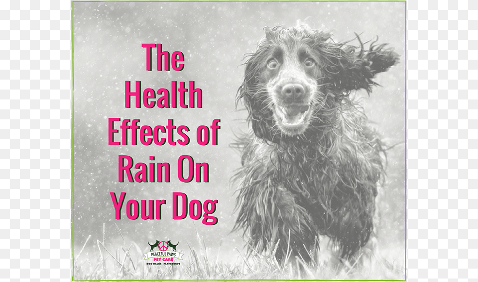 The Health Effects Of Rain On Your Dog Awful Dog, Animal, Canine, Pet, Mammal Free Png Download