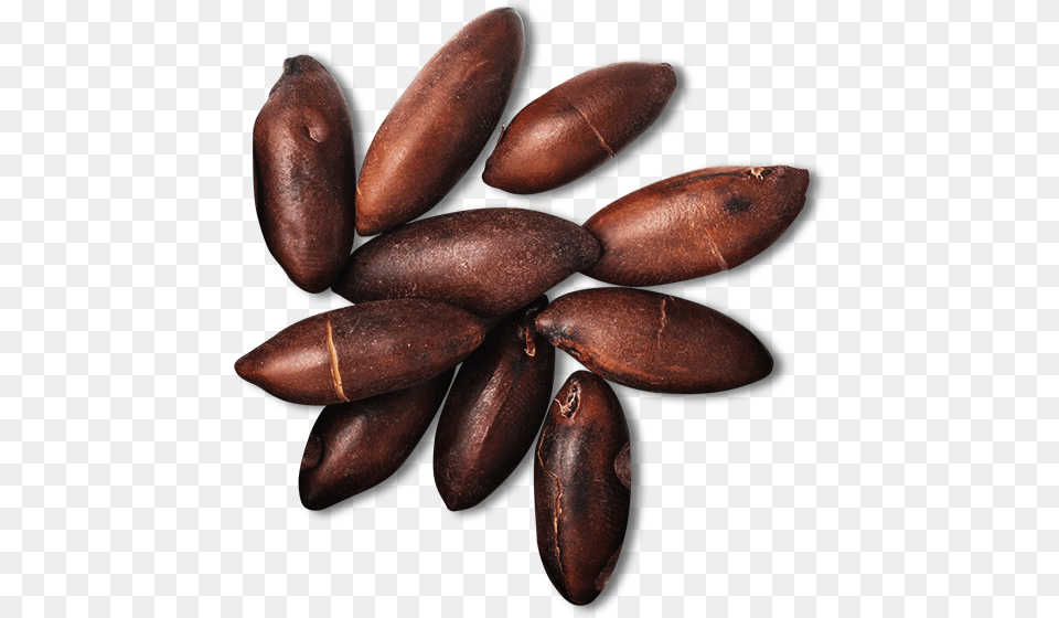 The Healthiest Nuts In The World Baruka Nut, Food, Produce, Plant, Vegetable Free Transparent Png