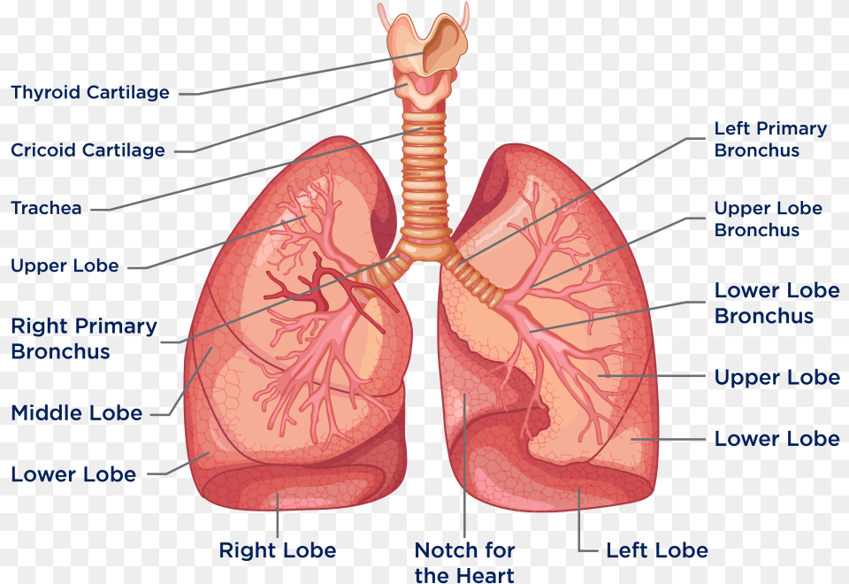The Heart And Lungs Are Located In The Thorax Or Chest, Animal, Food, Invertebrate, Lobster Free Png Download