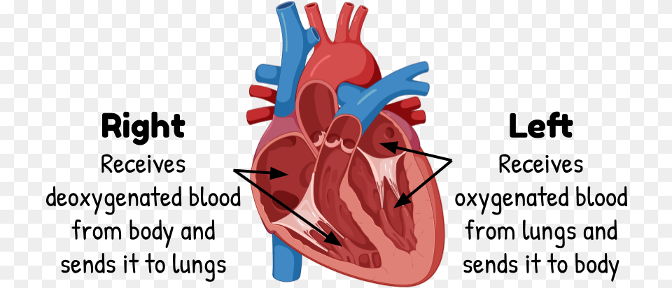 The Heart Eons Learning Hypovolemic Shock Compensatory Mechanisms, Dynamite, Weapon Png