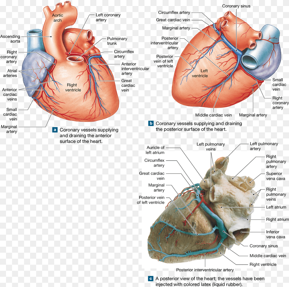 The Heart Is A Four Chambered Organ That Pumps Blood Veins Of The Heart Cadaver, Body Part, Stomach, Face, Head Free Png