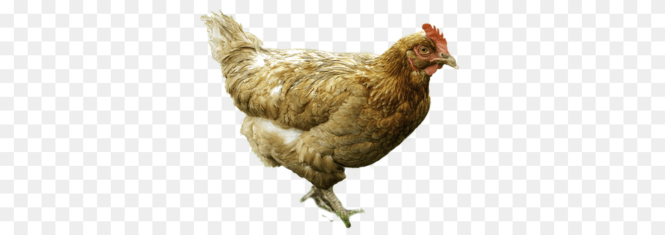 The Hen Animal, Bird, Chicken, Fowl Free Transparent Png