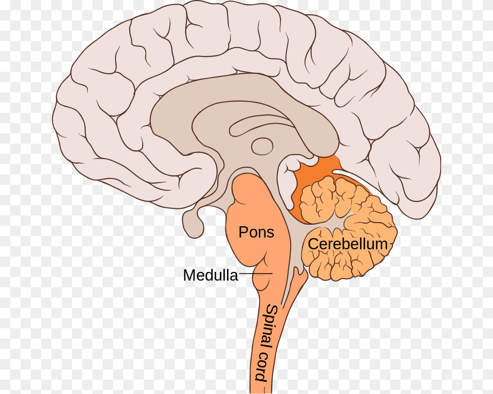 The Hindbrain Is One Of The Three Major Regions Of Bulbar Region, Adult, Female, Person, Woman Free Transparent Png