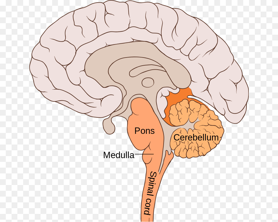 The Hindbrain Pons Function, Adult, Female, Person, Woman Png Image