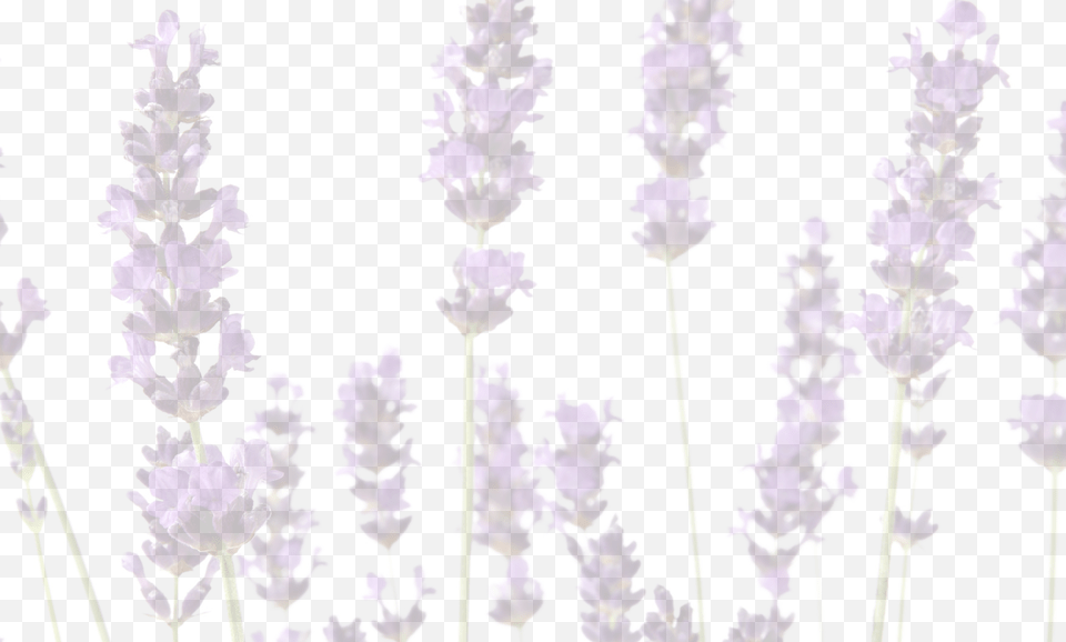 The History Of Lavender Sometimes Seems Fluid With Lavandula Dentata, Flower, Plant Free Transparent Png