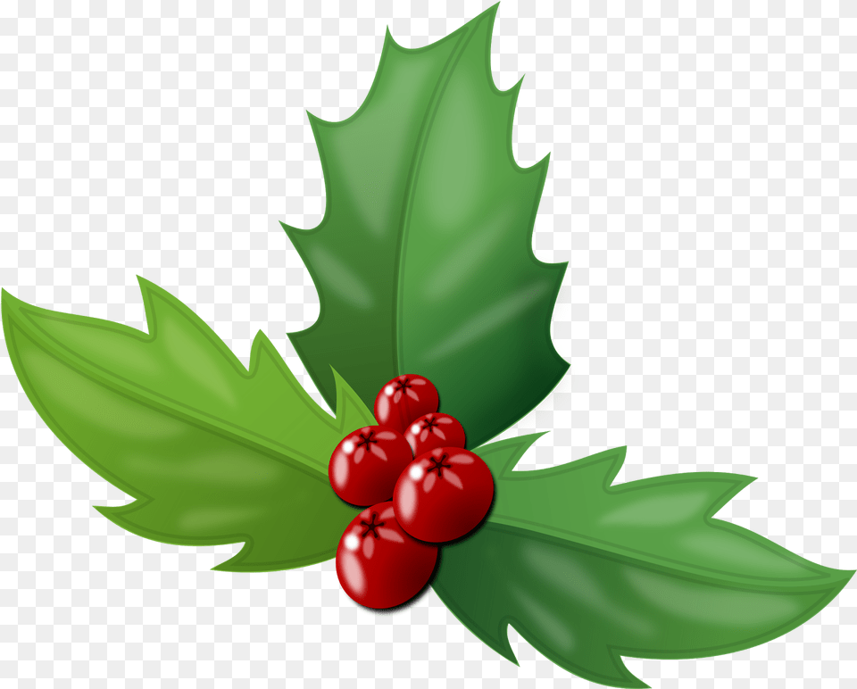The Holly Is An Evergreen Plant Baring Bright Red Berries Holly Berries, Food, Fruit, Leaf, Produce Free Png Download