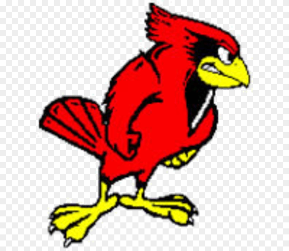 The Hoover Cardinals Illinois State Redbirds, Animal, Beak, Bird, Cardinal Free Png Download