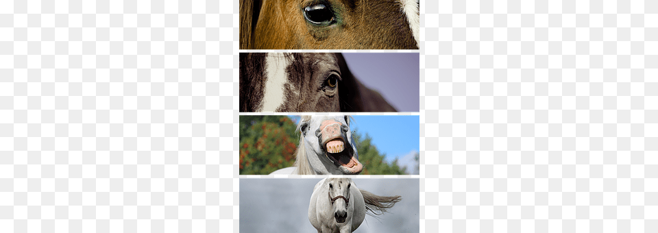 The Horse Art, Collage, Animal, Colt Horse Free Png Download