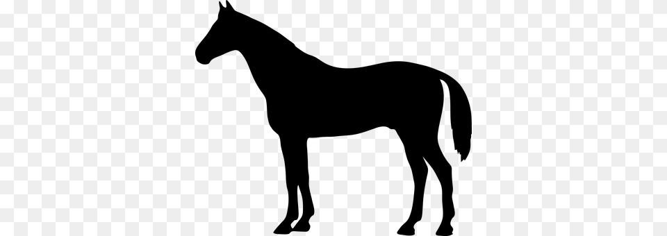 The Horse Gray Png