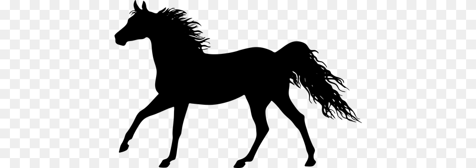 The Horse Gray Free Transparent Png