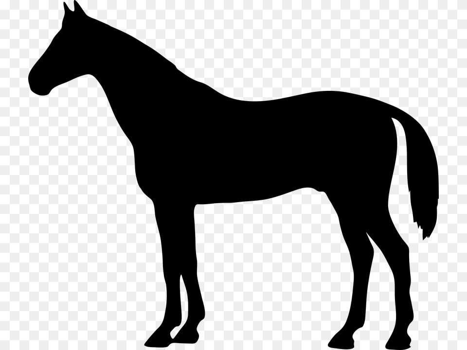 The Horse Konik Animal Is The Stroke Shape Shadow Mastiff Silhouette, Gray Png