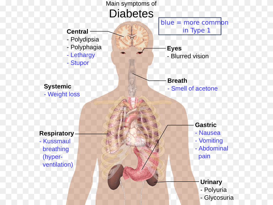 The Human Body 960 Do Drugs Affect The Body, Adult, Female, Person, Woman Free Transparent Png