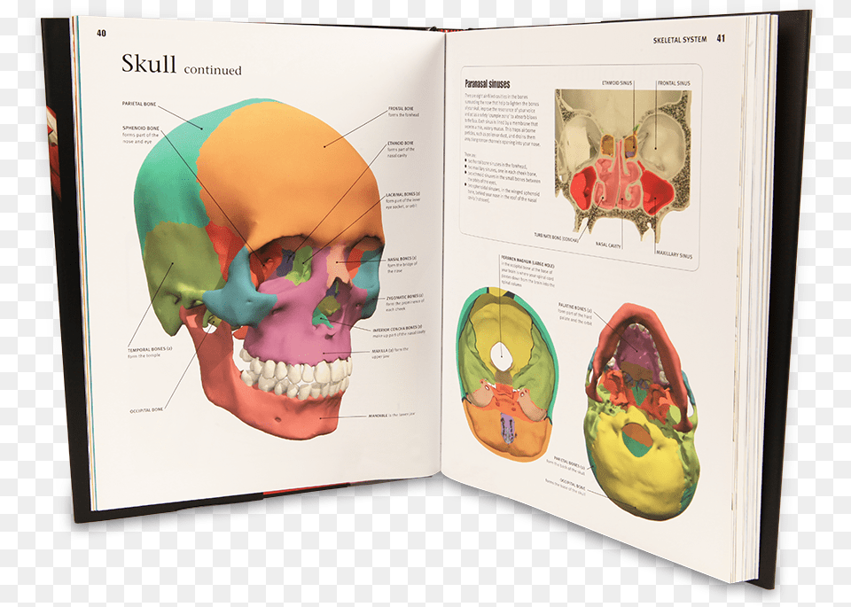 The Human Body Skull, Advertisement, Book, Poster, Publication Free Transparent Png