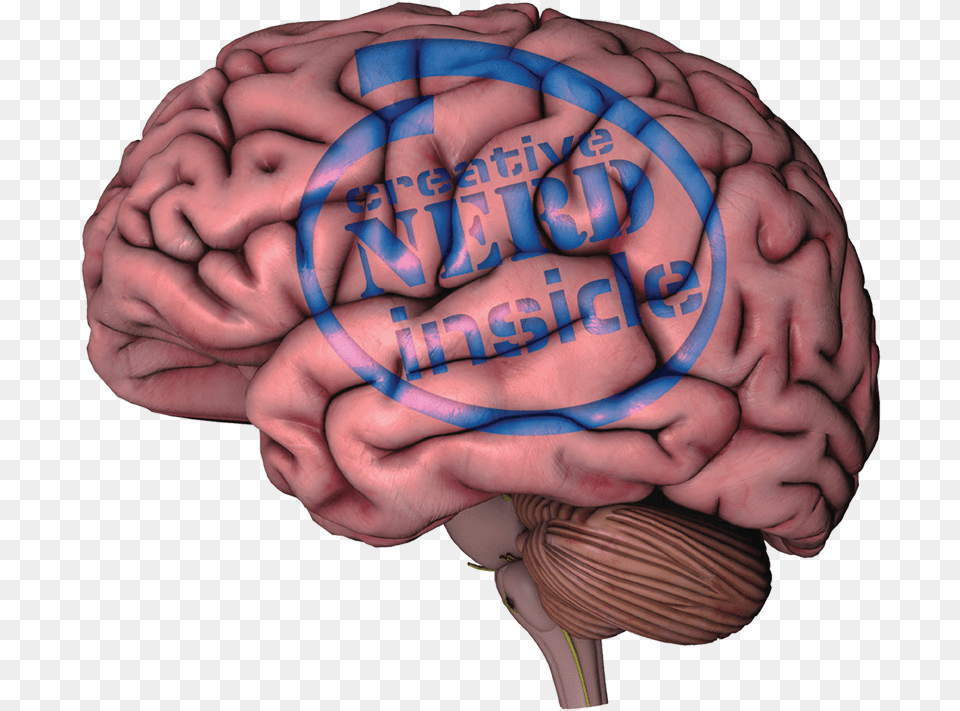 The Human Brain Brain On White Background, Baby, Person, Skin Png Image