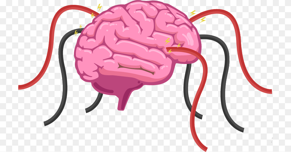 The Human Brain Is A Hive Of Electrical Activity With Parts Of The Brain Grade, Berry, Food, Fruit, Plant Free Png Download