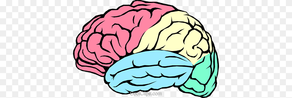 The Human Brain Royalty Free Vector Clip Art Illustration, Food, Produce, Baby, Person Png